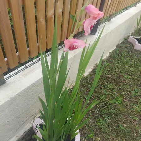 Villa Alex 2 Toulouse