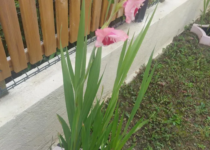 ヴィラ Alex 2 トゥールーズ